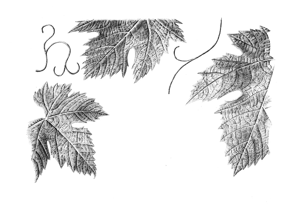 illustration de feuilles de vigne à l'encre aux points pour Capanelle