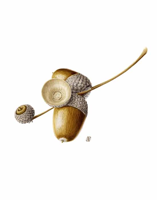 adp-acorn-chene-aquarelle-botanique-oak-quercus-robur-gland
