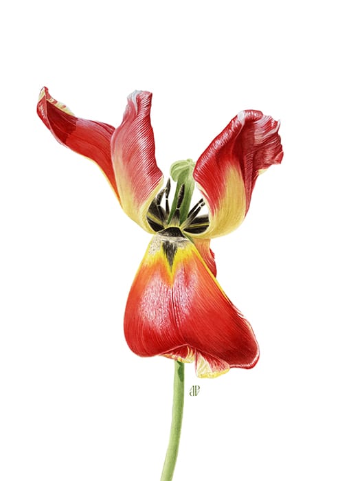 adp-tulipe-rouge-jaune-st-germain-aquarelle-botanique-illustratrice