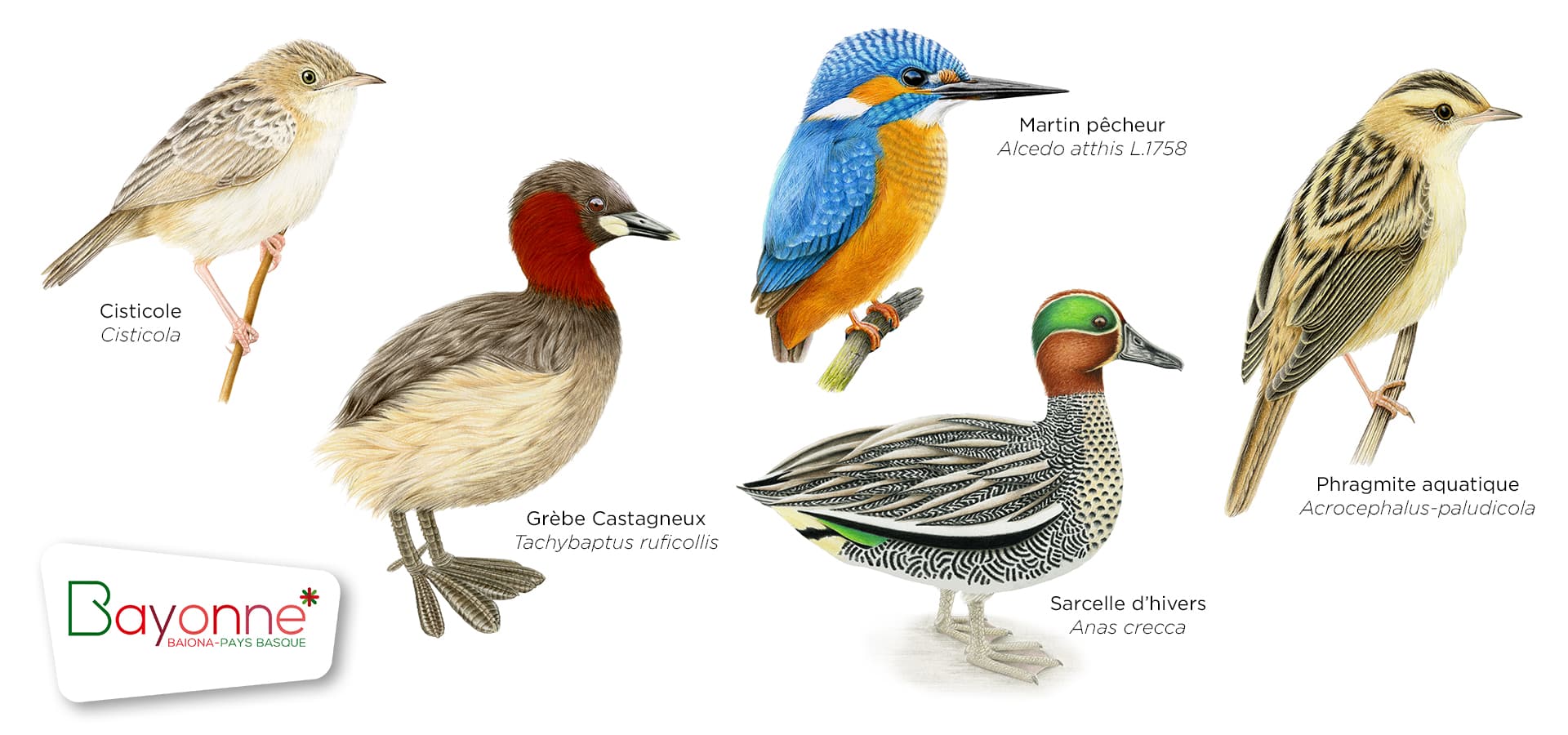 Illustrations des oiseaux des Barthes d'Ilbaritz pour la Mairie de Bayonne