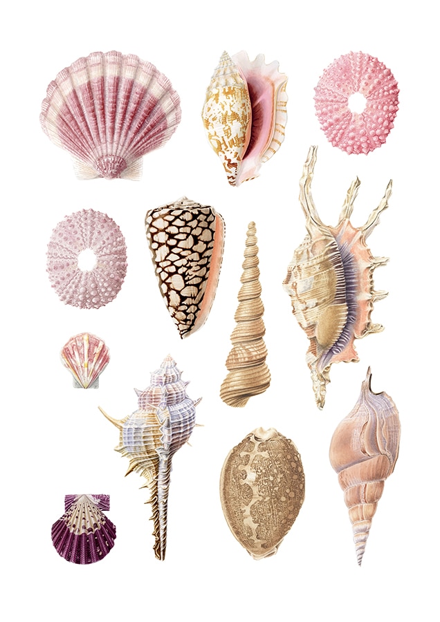 coquillages à l'aquarelle