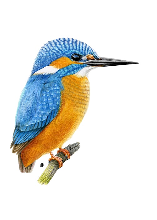 adp-Alcedo-atthis-L.1758-martin-pecheur