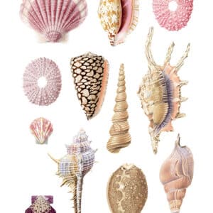 watercolor shell collection