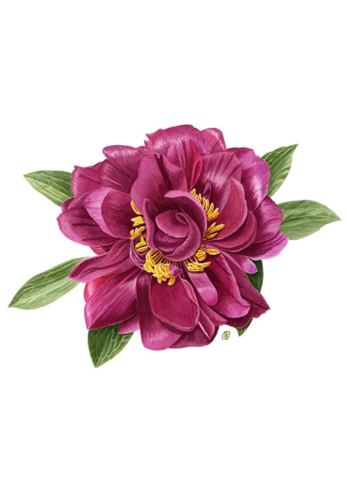 adp_Pivoine_Old Face Full_2026_watercolor